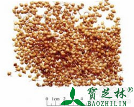谷芽的作用与功效