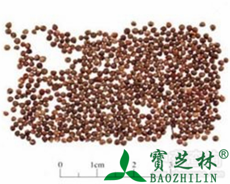 紫苏子的作用与功效