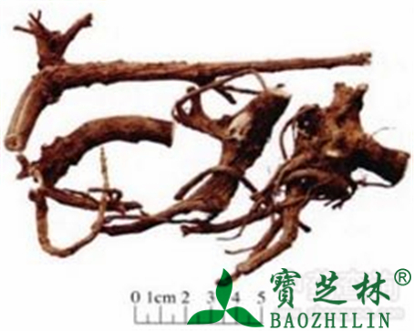 紫花前胡的作用与功效