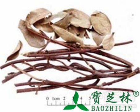 络石藤的作用与功效