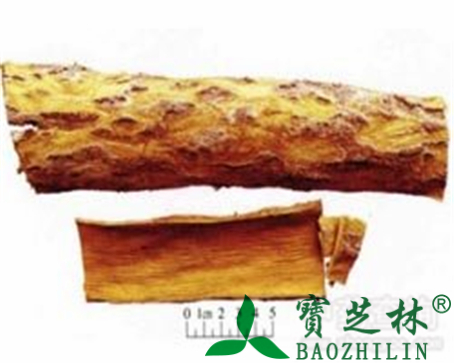 关黄柏的作用与功效