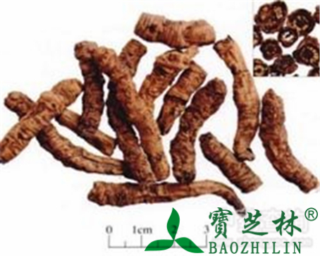 胡黄连的作用与功效