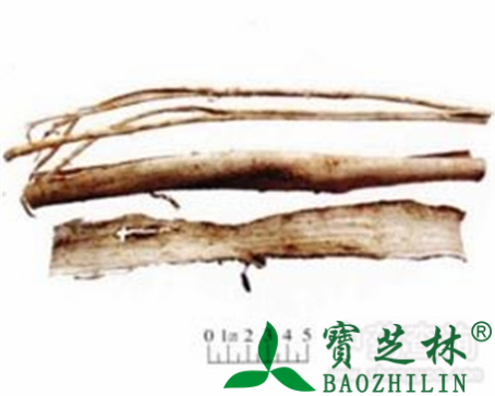桑白皮的作用与功效