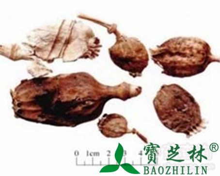 罂粟壳的作用与功效