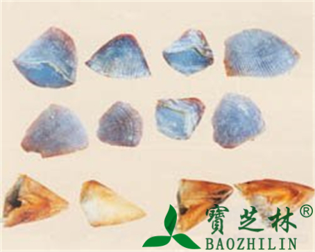 穿山甲的作用与功效