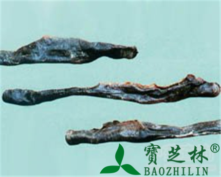地龙的作用与功效