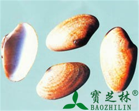 海蛤壳的作用与功效
