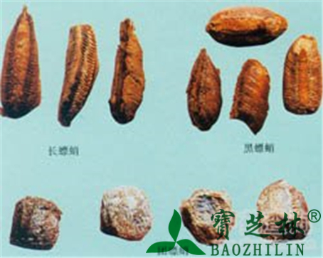 桑螵蛸的作用与功效
