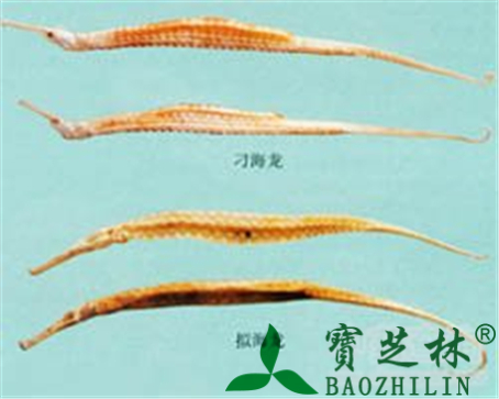 海龙的作用与功效