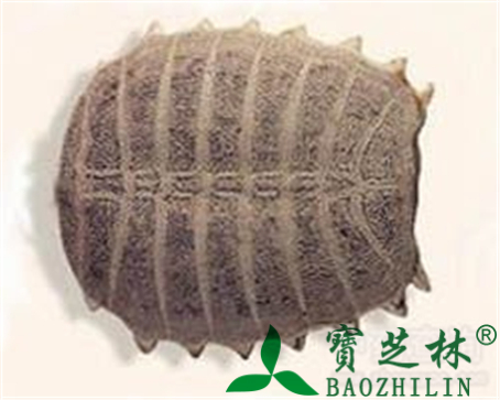 鳖甲的作用与功效