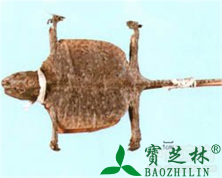 蛤蚧的作用与功效