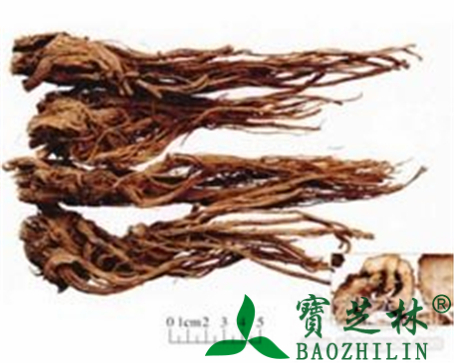 秦艽的作用与功效