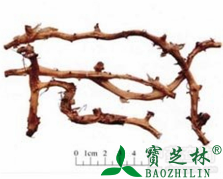 穿山龙的作用与功效