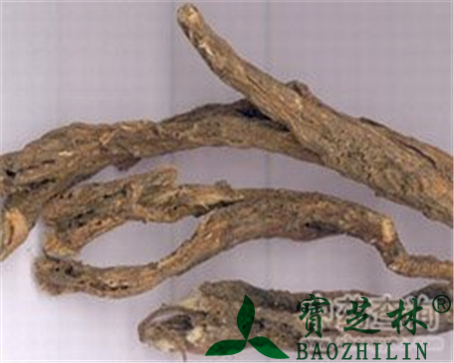 白头翁的作用与功效