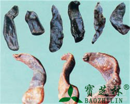 水蛭的作用与功效