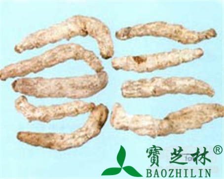 僵蚕的作用与功效