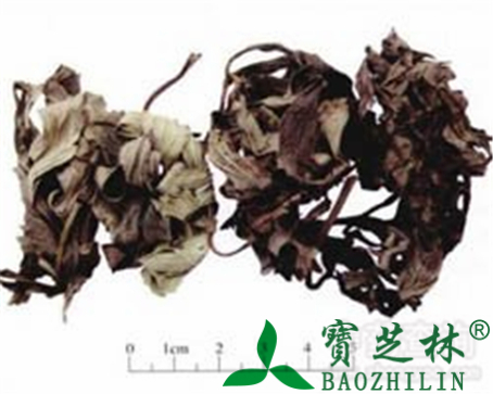 草乌叶的作用与功效