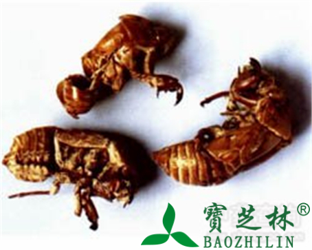 蝉蜕的作用与功效