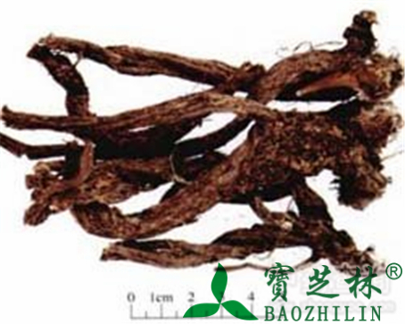 漏芦的作用与功效
