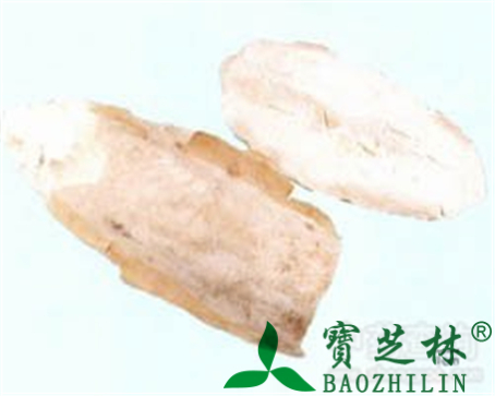 海螵蛸的作用与功效
