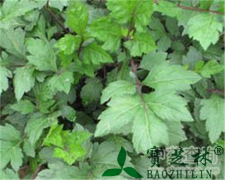 广东刘寄奴的作用与功效