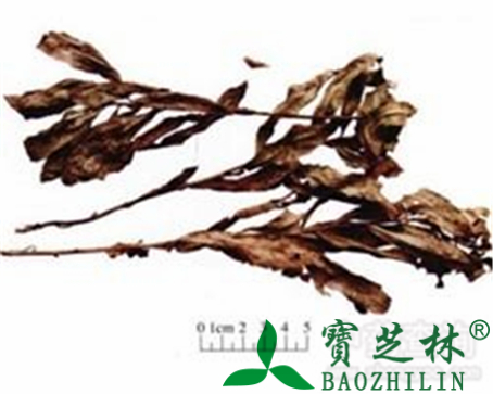 小蓟的作用与功效