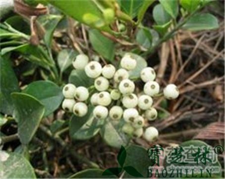 广东络石藤的作用与功效