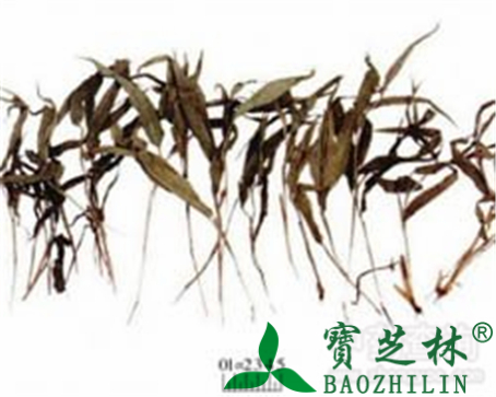 淡竹叶的作用与功效