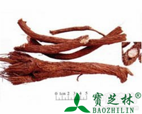 禹州漏芦的作用与功效