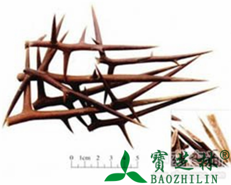 皂角刺的作用与功效