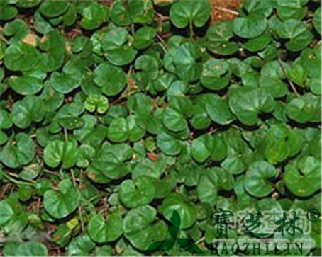 马蹄金的作用与功效