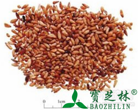 柏子仁的作用与功效