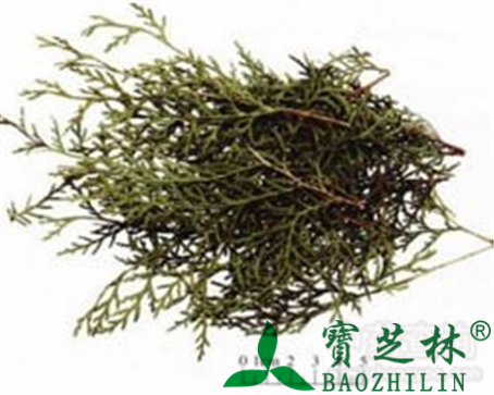 侧柏叶的作用与功效