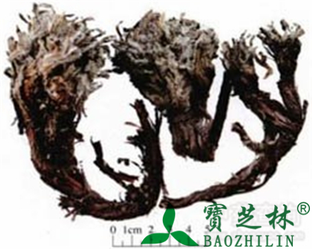 紫草的作用与功效