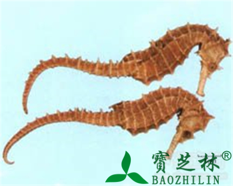 海马的作用与功效