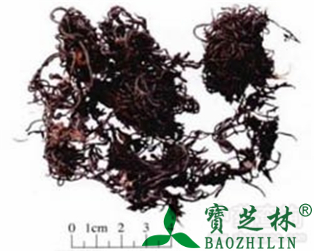 海藻的作用与功效