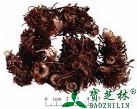 升麻的作用与功效