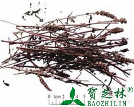 荆芥的作用与功效