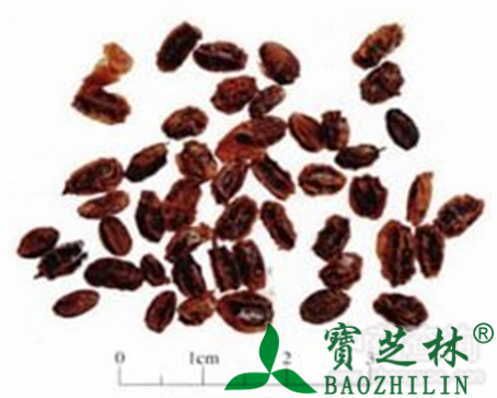 沙棘的作用与功效