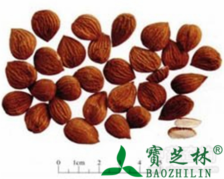 苦杏仁的作用与功效