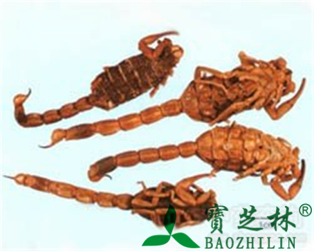 全蝎的作用与功效
