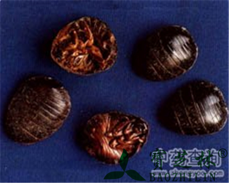 土鳖虫的作用与功效