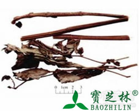 三白草的作用与功效