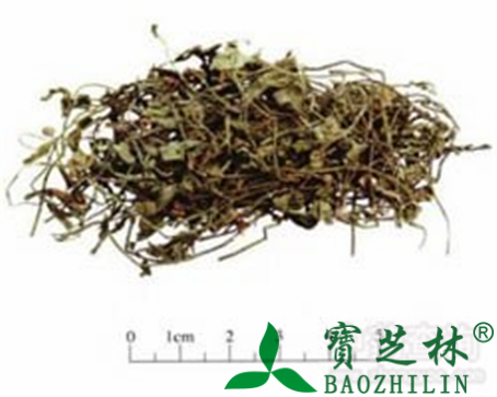 半边莲的作用与功效
