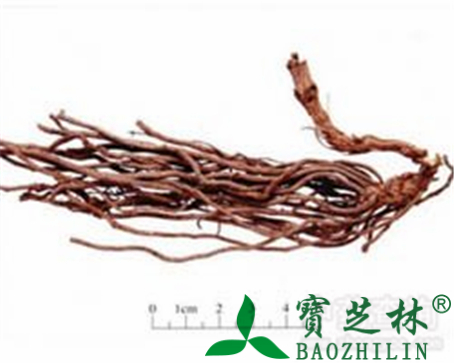 威灵仙的作用与功效