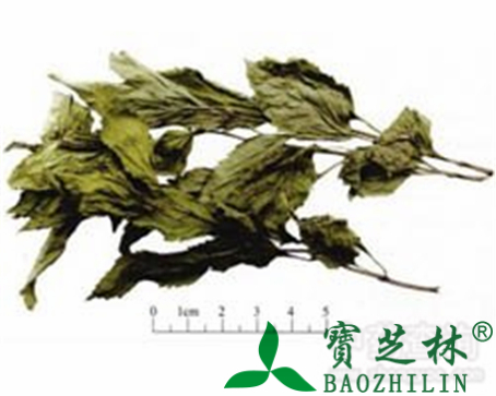 佩兰的作用与功效