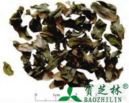 罗布麻叶的作用与功效