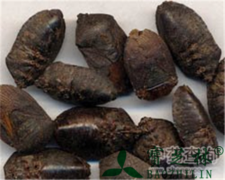 九香虫的作用与功效