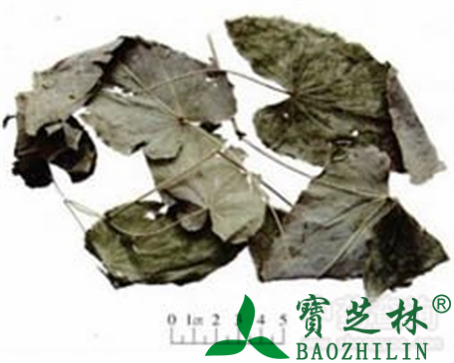 淫羊藿的作用与功效