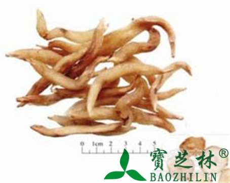天冬的作用与功效